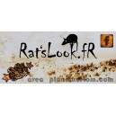 Sticker ratslook.fr facebook jaune rust is not a crime rats look fr 3